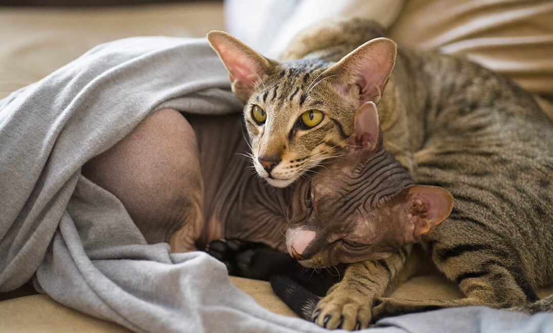 Le_chat_Sphynx_:_le_coût_de_détenir_l_un_des_chats_les_plus_chers_pour_les_femmes